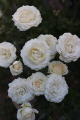 Close-up of white roses in full bloom — a symbol of purity and elegance for wedding design, cosmetic brands, packaging, postcards, and romantic content