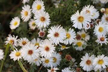 White chrysanthemums with yellow centers against a backdrop of green leaves are versatile seasonal flowers for floristry, packaging, postcards, nature blogs, and decorative design.