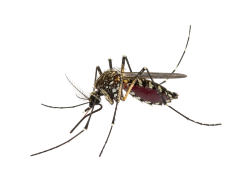 Close-up of a mosquito with patterned wings and body