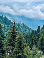 forest in the mountains
