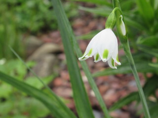 Zbliżenie na kwiat rośliny z gatunku Leucojum  © Kumulugma