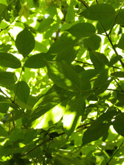 Fototapeta premium Close up of green leaves as nature background.