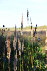 The ears of grass in the field. Phone desktop background with close-up plants