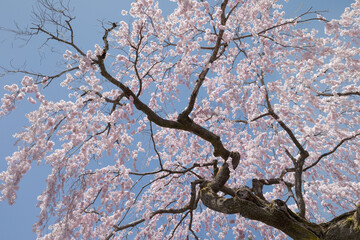 ⾒上げてみる満開の桜