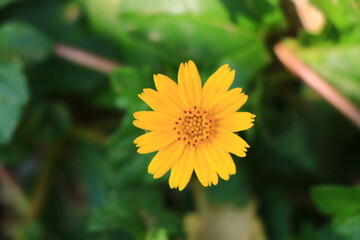 Flower  bloomed in the garden