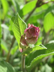 Zbliżenie na pąki kwiatowe szałwii królweskiej © Kumulugma