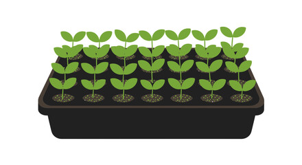 Seedling tray brimming with vibrant green shoots awaiting transplantation