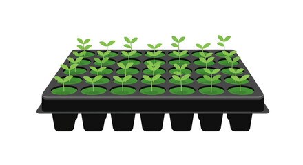 Seedling tray with young plants ready for transplanting to the garden
