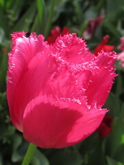 Zbliżenie na różowe kwiaty tulipana strzępiastego © Kumulugma