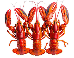 Three vibrant red lobsters, facing forward, arranged in a symmetrical trio