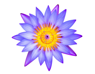 Close-up of a vibrant purple-blue lotus flower