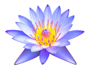 Vibrant purple-blue lotus flower, detailed close-up,  bright yellow center