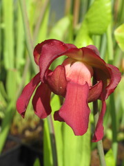 Zbliżenie na czerwone kwiaty rośliny z gatunku sarracenia © Kumulugma