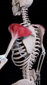 Deltoid Muscle Movement Side View Vertical Video
