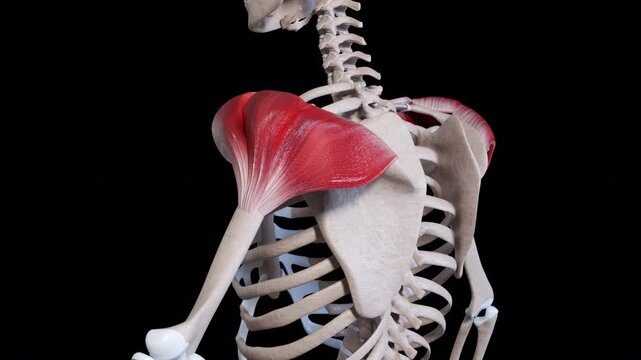 Deltoid Muscle Movement Side View