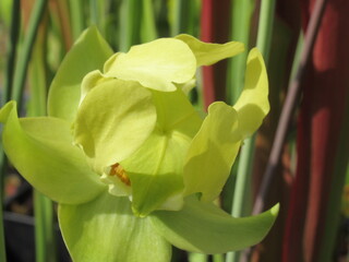 Zbliżenie na kwiat rośliny z gatunku sarracenia © Kumulugma