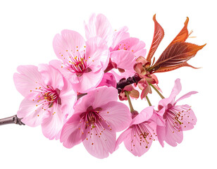 Close-up of delicate pink cherry blossoms (2)