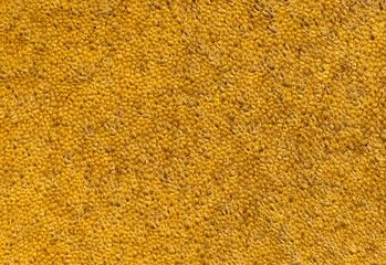 Close-up of the tubular layer of a Boletus mushroom. Hymenophore,spongy layer,hollow tubes of a Boletus mushroom