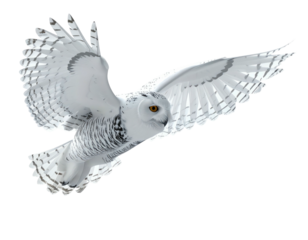 Snowy owl in flight against black background