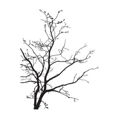 Obraz premium Silhouette of a Bare Tree with Intricate Branching and Buds against a Clear White Background Presenting a Stark and Natural Aesthetic