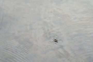 水面に浮かぶアメンボ