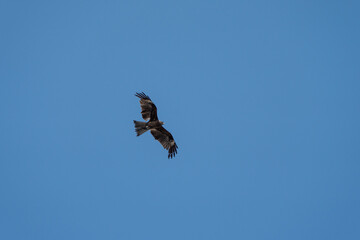 大空を舞うトンビ