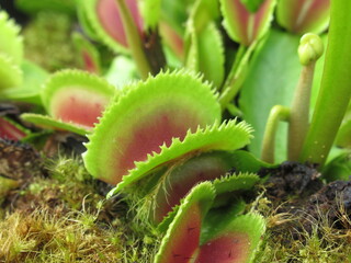 Zbliżenie na pułapki rośliny z gatunku dionaea © Kumulugma