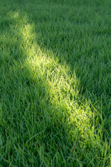 芝生に差し込む日差し