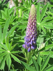 Zbliżenie na kwiaty łubinu © Kumulugma