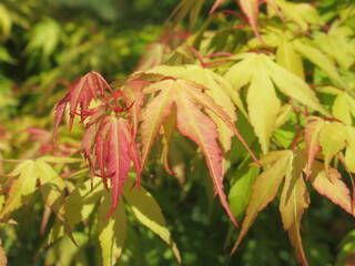 Zbliżenie na gałązkę klona palmowego