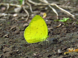 yellow butterfly on leaf