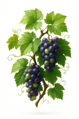 Grapevine with green leaves and tendrils.