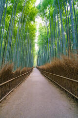 Bamboo forest in Arashiyama district at Kyoto.Japan