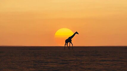 Lifting front leg, giraffe silhouette walking across arid plain toward right past golden sun - Powered by Adobe