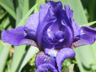 Zbliżenie na kwiat irysa © Kumulugma