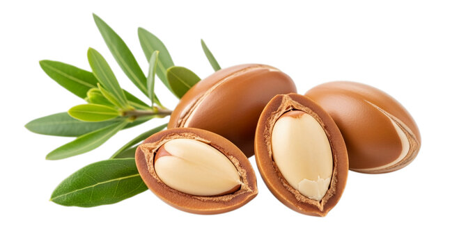 Photo of argan nuts with leaves isolated on transparent background