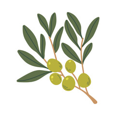 Olive branch on white background. Flat vector plant, green olives on tree. Botanical element