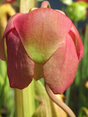 Zbliżenie na kwiat rośliny z gatunku sarracenia © Kumulugma