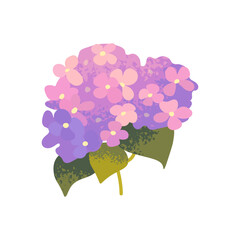 Pink hydrangea branch isolated. Pink hydrangea or lilac, blossom tree branch on white background
