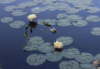 Wonderful light water lilly. Scenic lotus flower in the pond. Water lilies in the lake. Water lily in the clean pond. Walking in a city garden. Beautiful estate on a sunny day.