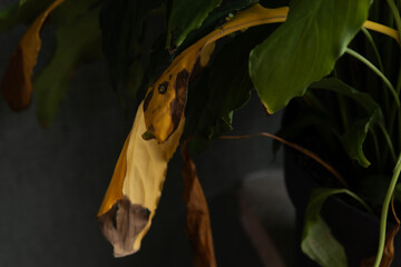 Yellowing leaf of a potted plant in a cozy indoor setting during afternoon light
