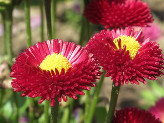 Zbliżenie na czerwone kwiaty stokrotki © Kumulugma