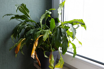 Indoor plant by window with yellowing leaves and vibrant green foliage in a well-lit room