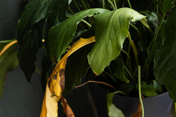 Wilting peace lily leaves revealing signs of overwatering in a home setting