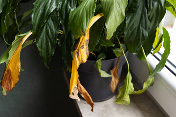 Indoor potted plant with yellowing leaves shows signs of poor health and possible overwatering in a sunny room
