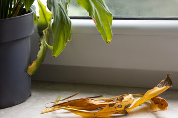 Dying plant leaves and drooping greenery near a window in soft daylight