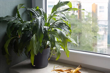 Indoor plant next to window with yellow leaves on the surface during a rainy day in the city