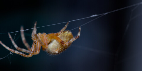 Close-up macro of a European garden spider meticulously perched in its intricate, dewy web, isolated against a dark background, highlighting arachnid details and natural geometry.
