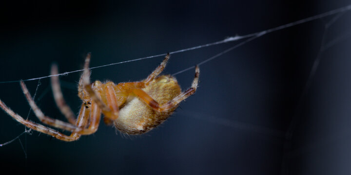 Close-up macro of a European garden spider meticulously perched in its intricate, dewy web, isolated against a dark background, highlighting arachnid details and natural geometry.