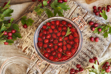 Preparation of herbal tincture from fresh hawthorn berries